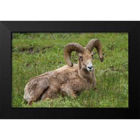 Big Horn Ram Yellowstone Black Modern Wood Framed Art Print by Galloimages Online