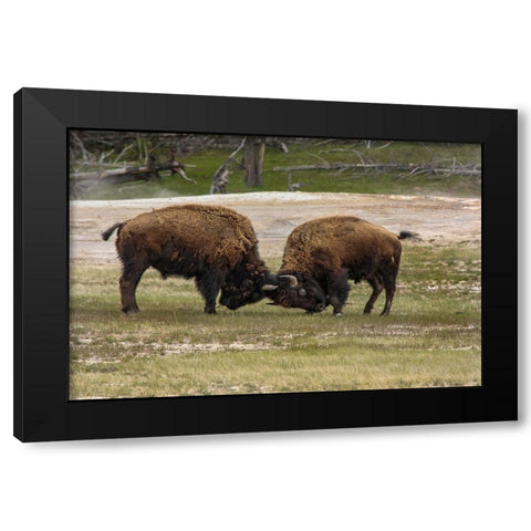 Bison Bulls Sparing YNP Black Modern Wood Framed Art Print by Galloimages Online