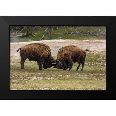 Bison Bulls Sparing YNP Black Modern Wood Framed Art Print by Galloimages Online