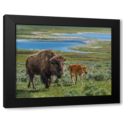 Bison Cow and Calf YNP Black Modern Wood Framed Art Print by Galloimages Online