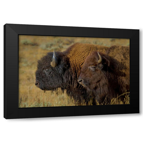 Bison Duo YNP Black Modern Wood Framed Art Print by Galloimages Online