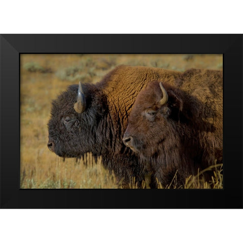 Bison Duo YNP Black Modern Wood Framed Art Print by Galloimages Online