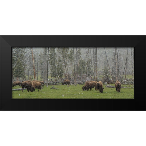 Bison Grazing in Snow YNP Black Modern Wood Framed Art Print by Galloimages Online
