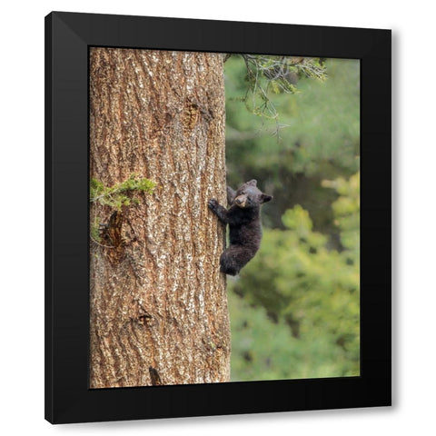 Black Bear Cub Climbing YNP Black Modern Wood Framed Art Print with Double Matting by Galloimages Online