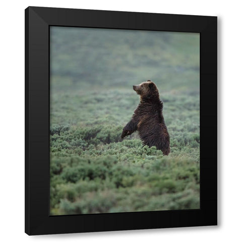 Black Bear Cub Upright YNP Black Modern Wood Framed Art Print with Double Matting by Galloimages Online