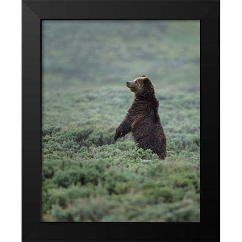 Black Bear Cub Upright YNP Black Modern Wood Framed Art Print by Galloimages Online
