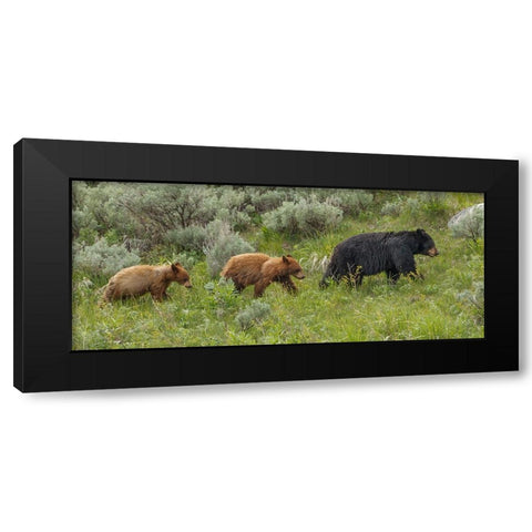 Â Sow and Cubs Walking Black Modern Wood Framed Art Print with Double Matting by Galloimages Online