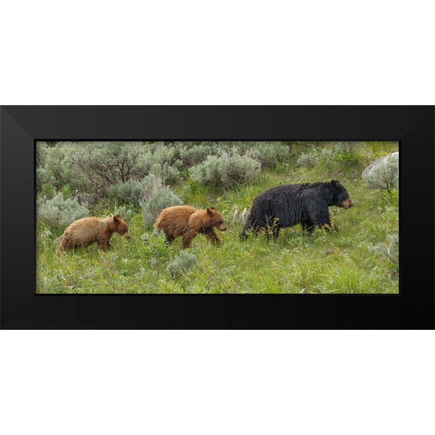 Â Sow and Cubs Walking Black Modern Wood Framed Art Print by Galloimages Online