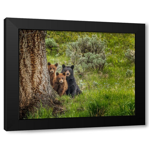 Sow and Cubs Family Black Modern Wood Framed Art Print with Double Matting by Galloimages Online