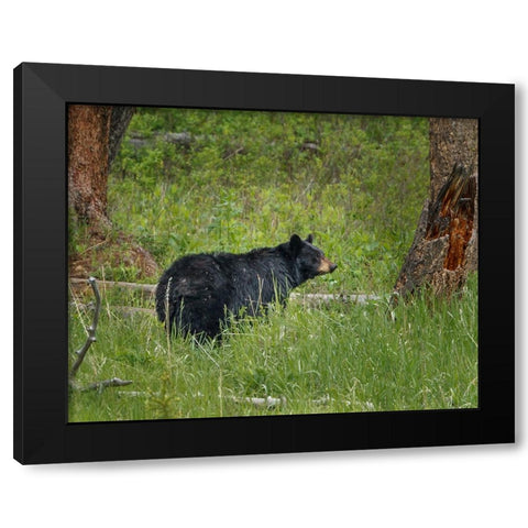 Black Bear Sow Watching Cubs YNP Black Modern Wood Framed Art Print with Double Matting by Galloimages Online