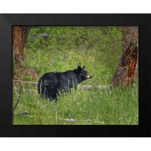 Black Bear Sow Watching Cubs YNP Black Modern Wood Framed Art Print by Galloimages Online