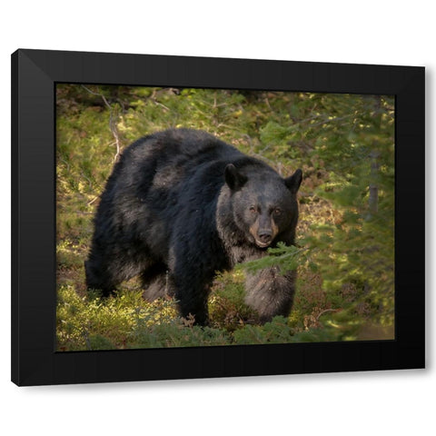 Black Bear Sow YNP Black Modern Wood Framed Art Print with Double Matting by Galloimages Online