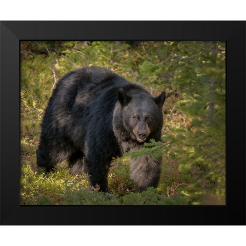 Black Bear Sow YNP Black Modern Wood Framed Art Print by Galloimages Online