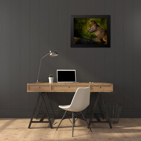 Black Wolf Pup Black Modern Wood Framed Art Print by Galloimages Online