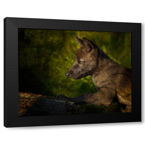 Black Wolf Pup Black Modern Wood Framed Art Print by Galloimages Online