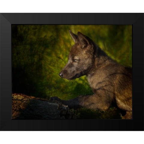 Black Wolf Pup Black Modern Wood Framed Art Print by Galloimages Online