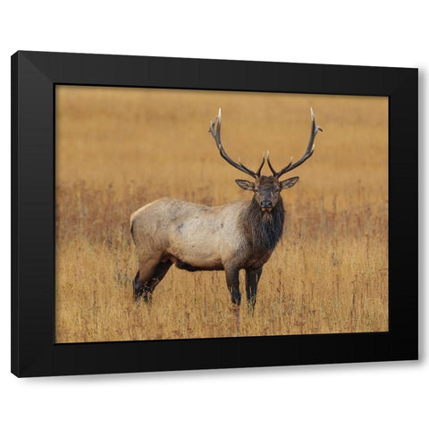 Bull Elk YNP Black Modern Wood Framed Art Print with Double Matting by Galloimages Online