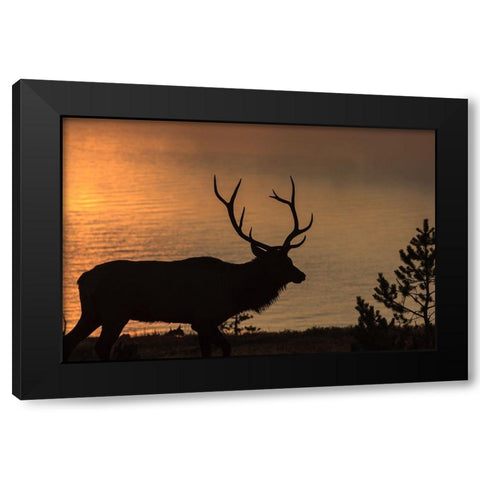 Bull Elk at Sunrise YNP Black Modern Wood Framed Art Print with Double Matting by Galloimages Online