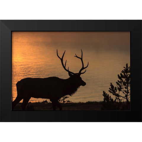 Bull Elk at Sunrise YNP Black Modern Wood Framed Art Print by Galloimages Online