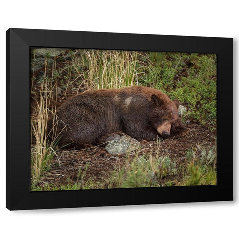 Cinnamon Bear Sleeps YNP Black Modern Wood Framed Art Print by Galloimages Online
