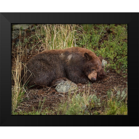 Cinnamon Bear Sleeps YNP Black Modern Wood Framed Art Print by Galloimages Online