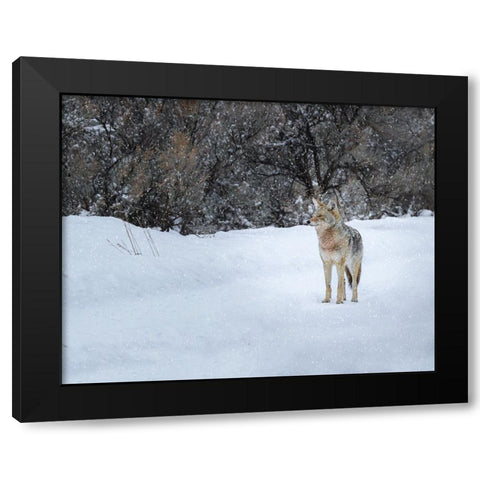 Coyote in Snow YNP Black Modern Wood Framed Art Print with Double Matting by Galloimages Online