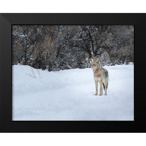Coyote in Snow YNP Black Modern Wood Framed Art Print by Galloimages Online
