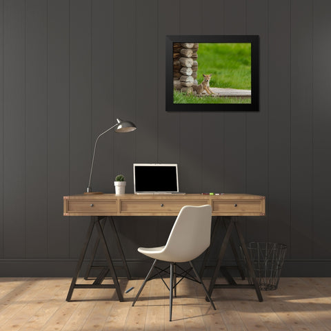 Coyote Pup on Log Cabin Porch Black Modern Wood Framed Art Print by Galloimages Online