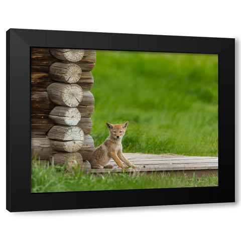 Coyote Pup on Log Cabin Porch Black Modern Wood Framed Art Print by Galloimages Online
