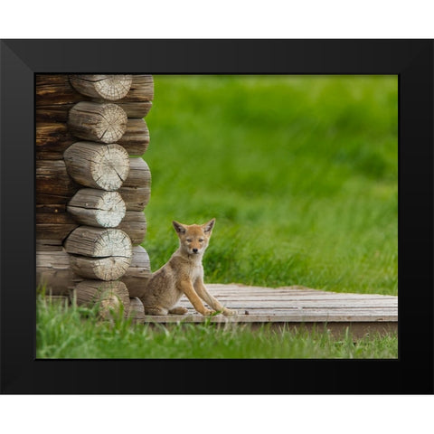 Coyote Pup on Log Cabin Porch Black Modern Wood Framed Art Print by Galloimages Online