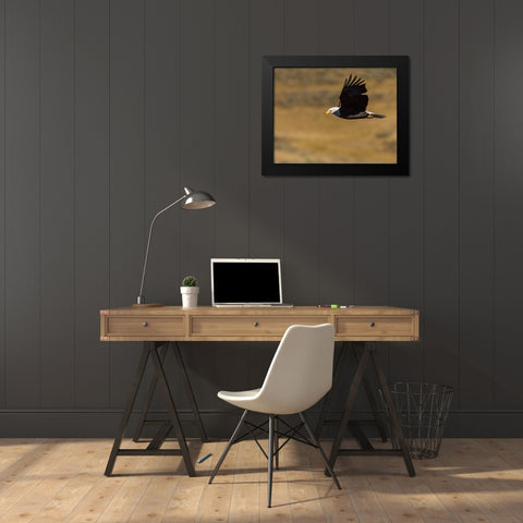 Eagle Flying YNP Black Modern Wood Framed Art Print by Galloimages Online