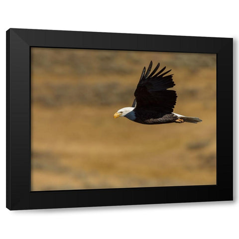 Eagle Flying YNP Black Modern Wood Framed Art Print with Double Matting by Galloimages Online
