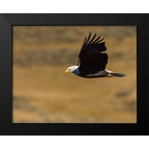 Eagle Flying YNP Black Modern Wood Framed Art Print by Galloimages Online