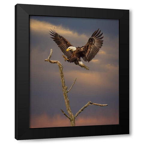 Eagle Landing on Branch Black Modern Wood Framed Art Print by Galloimages Online