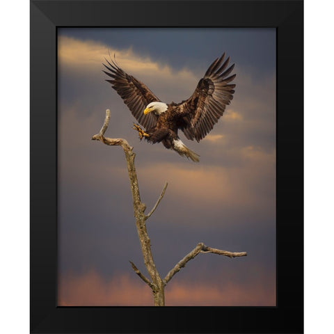 Eagle Landing on Branch Black Modern Wood Framed Art Print by Galloimages Online