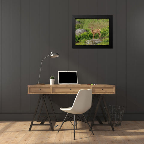 Elk Calf YNP Black Modern Wood Framed Art Print by Galloimages Online