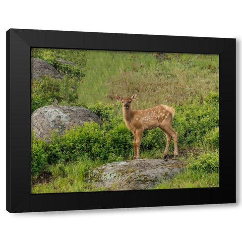 Elk Calf YNP Black Modern Wood Framed Art Print with Double Matting by Galloimages Online