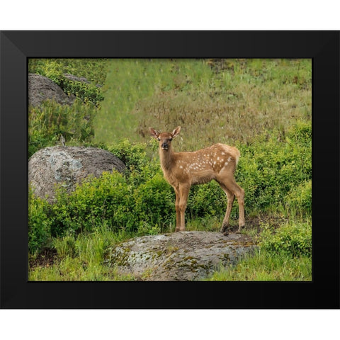 Elk Calf YNP Black Modern Wood Framed Art Print by Galloimages Online