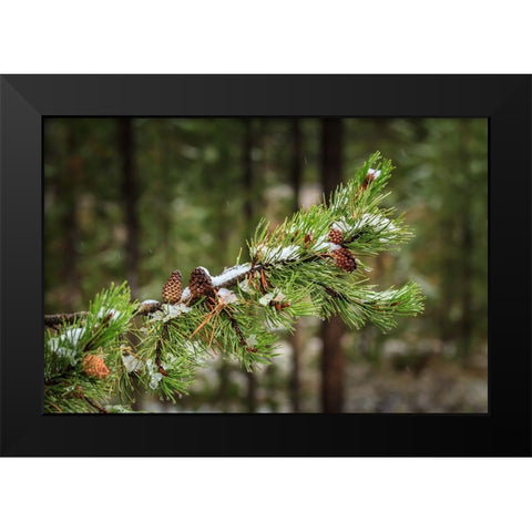 First Snowfall YNP Black Modern Wood Framed Art Print by Galloimages Online