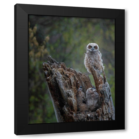 Great Horned Owlets Black Modern Wood Framed Art Print with Double Matting by Galloimages Online