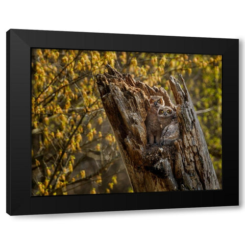 Great Horned Owlets 2 Black Modern Wood Framed Art Print by Galloimages Online