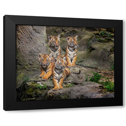 Malayan Tiger Cubs Oil Paint Black Modern Wood Framed Art Print with Double Matting by Galloimages Online