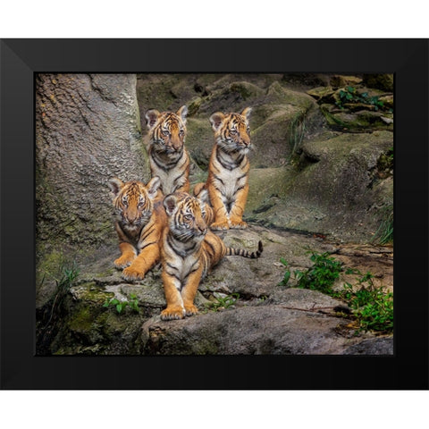 Malayan Tiger Cubs Oil Paint Black Modern Wood Framed Art Print by Galloimages Online
