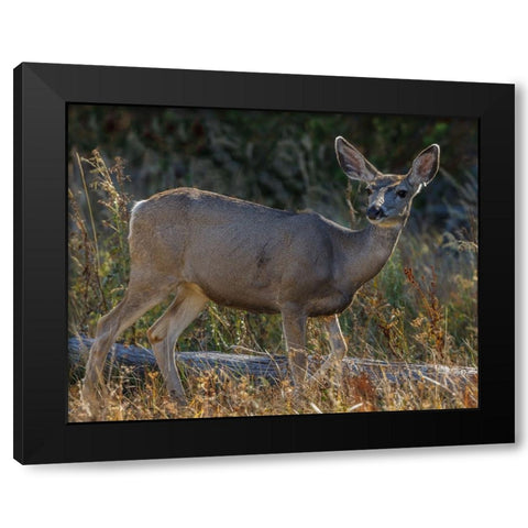 Mule Deer YNP Black Modern Wood Framed Art Print by Galloimages Online