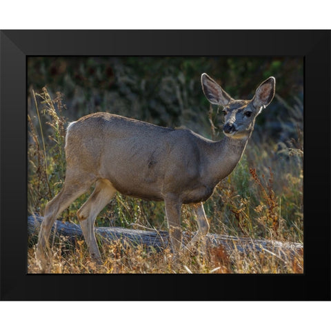 Mule Deer YNP Black Modern Wood Framed Art Print by Galloimages Online