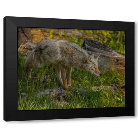 Stalking Coyote YNP Black Modern Wood Framed Art Print with Double Matting by Galloimages Online