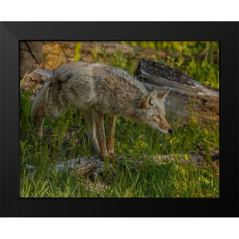 Stalking Coyote YNP Black Modern Wood Framed Art Print by Galloimages Online