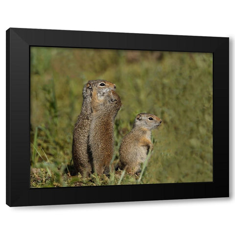 Uinta Ground Squirrel Baby Kisses Mom YNP Black Modern Wood Framed Art Print by Galloimages Online