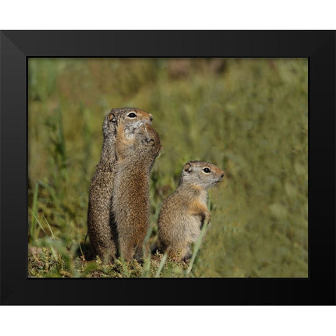 Uinta Ground Squirrel Baby Kisses Mom YNP Black Modern Wood Framed Art Print by Galloimages Online