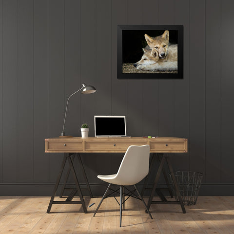 Wolf Pup Brothers Black Modern Wood Framed Art Print by Galloimages Online